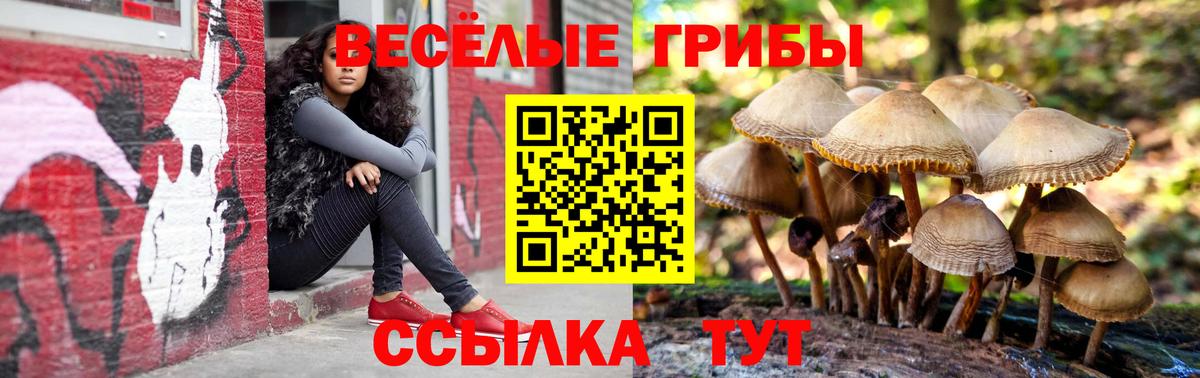 Псилоцибиновые грибы Psilocybine cubensis Балашов